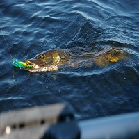 макари за риболов - 8203 разновидности