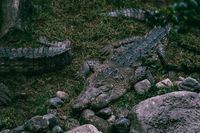 Биоразнообразия - 20947 новини