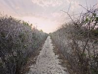 Лозарства - 81243 снимки