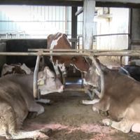 горско стопанство - 2573 оферти