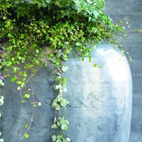 саксии - 12165 възможности