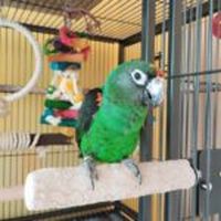 Аксесоари за папагали - 78252 вида