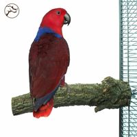 витамини за папагали - 79131 снимки