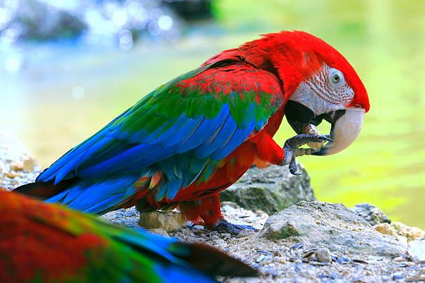 Храна за папагали Жако - 73805 възможности