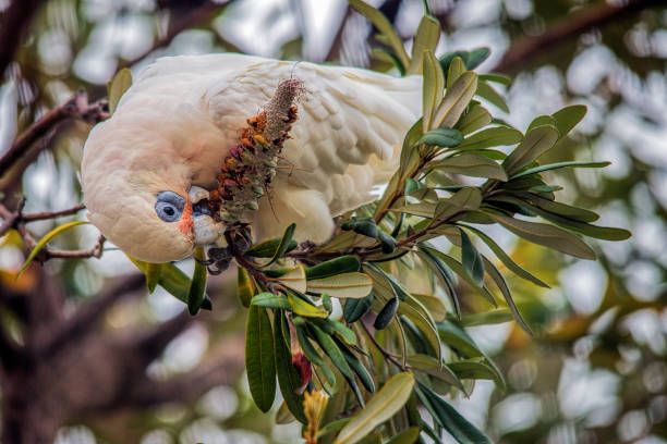 Храна за папагали Жако - 6520 варианти
