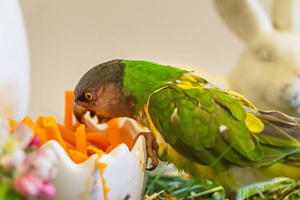 Храна за папагали Жако - 67973 възможности