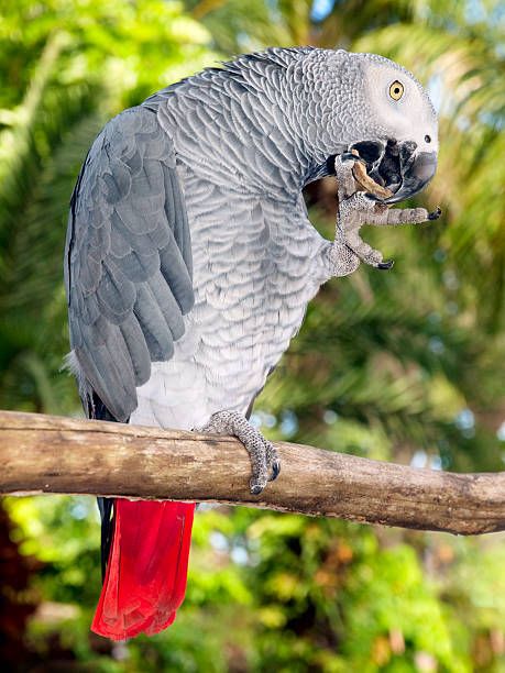 Храна за папагали Жако - 40911 разновидности